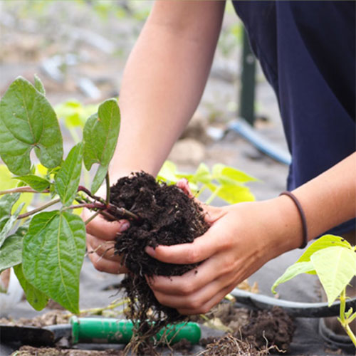 planting hands