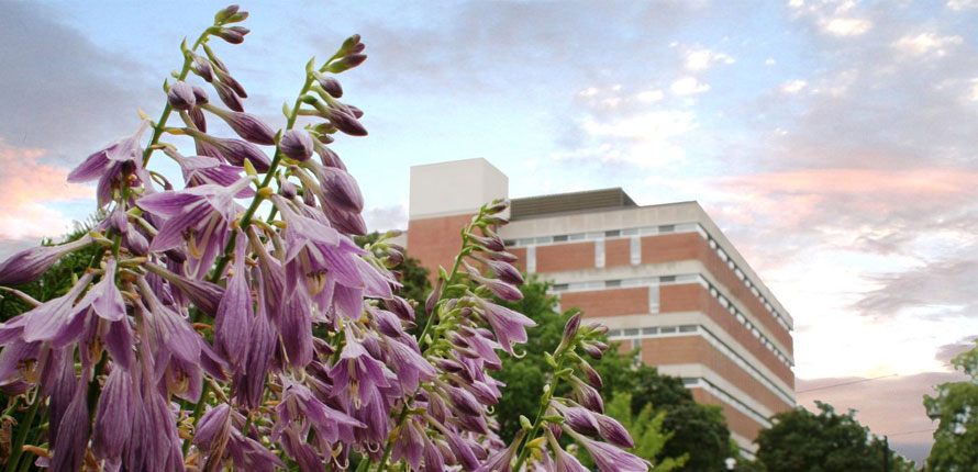 purple plants on Laurier's Waterloo campus