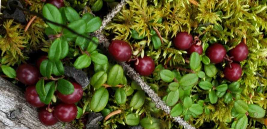 low bush cranberries