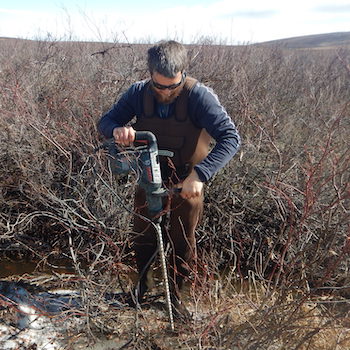 Laurier research finds increasing shrub growth on the tundra may cause permafrost to thaw faster